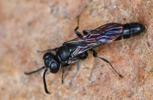 Trypoxylon sp.
